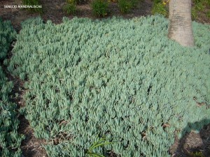 Senecio mandraliscae (Kleinia mandraliscae) 1